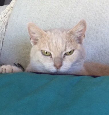 Pic of the Litter: Kitty